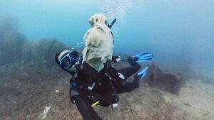 Taucher schwimmt mit einer großen Menge Feuchttücher über einer felsigen Unterwasserlandschaft, symbolisiert Meeresverschmutzung.
